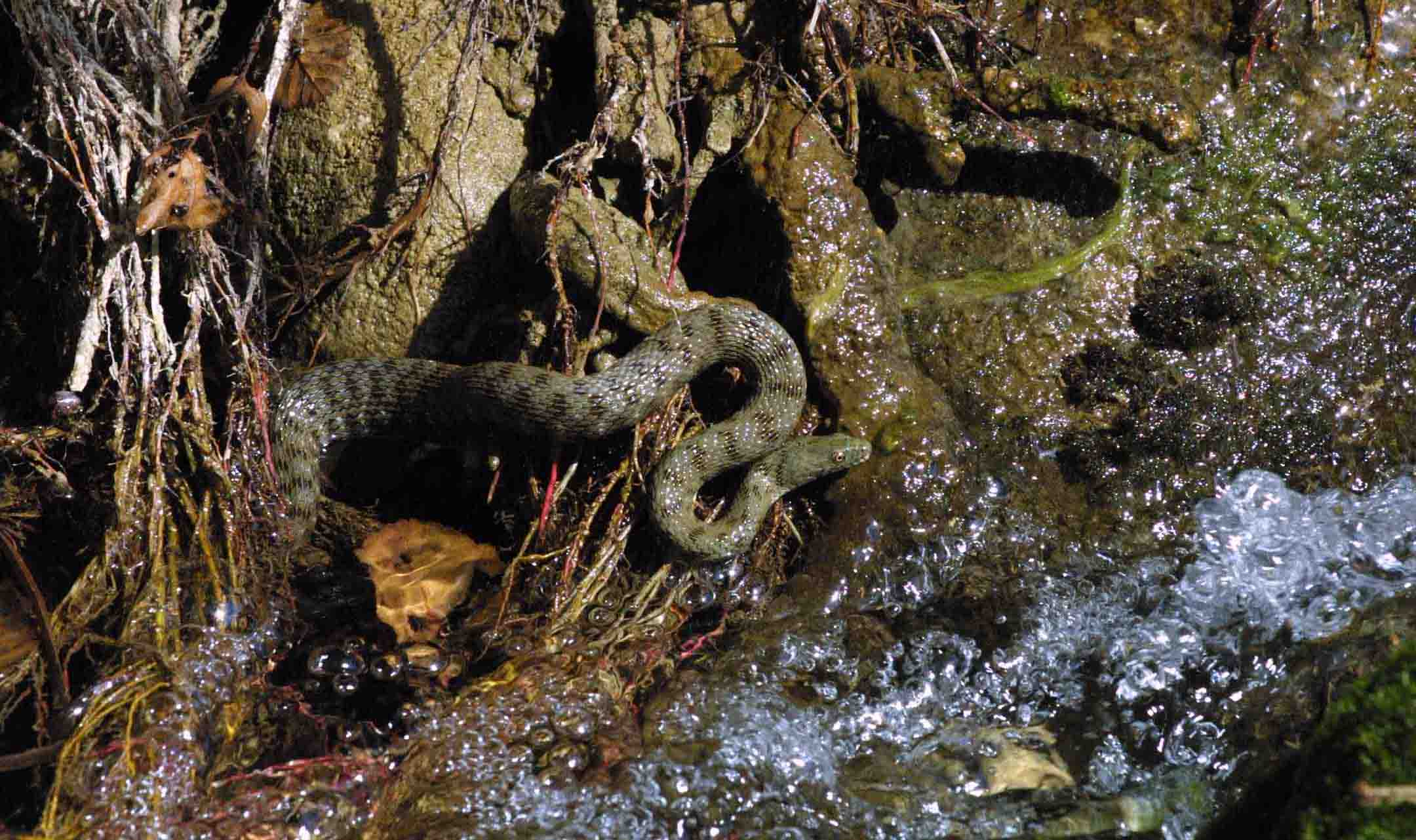 Natrix tessellata